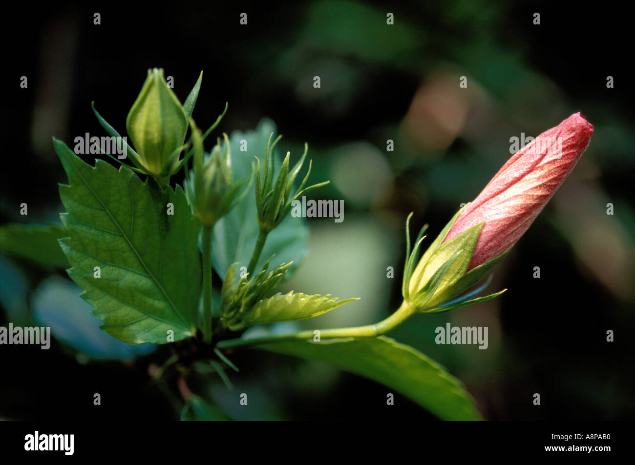 Pink hibiscus bud hi-res stock photography and images - Alamy