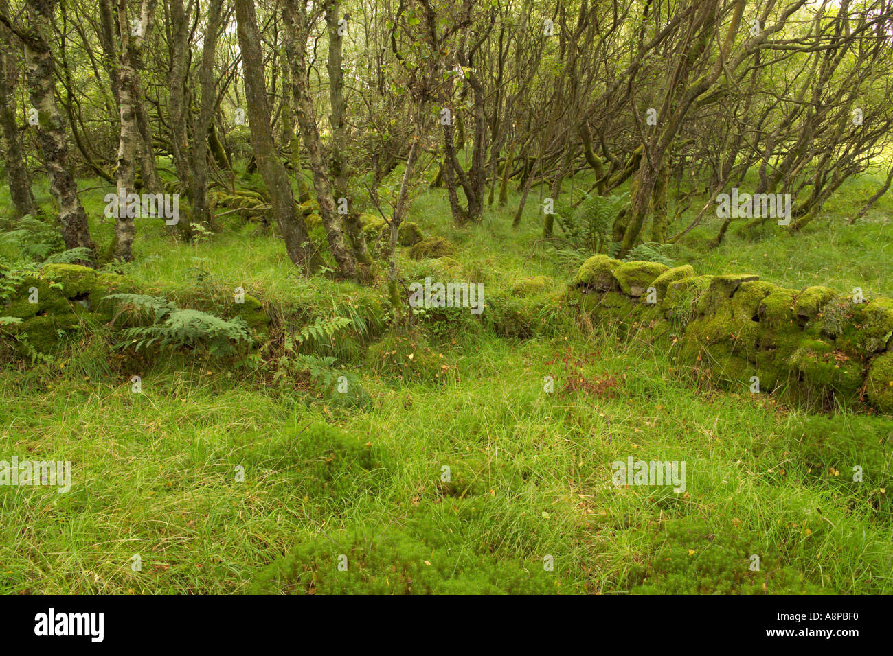 Old walls and fields at Glen Moss Kilmacolm Inverclyde UK Stock Photo Alamy