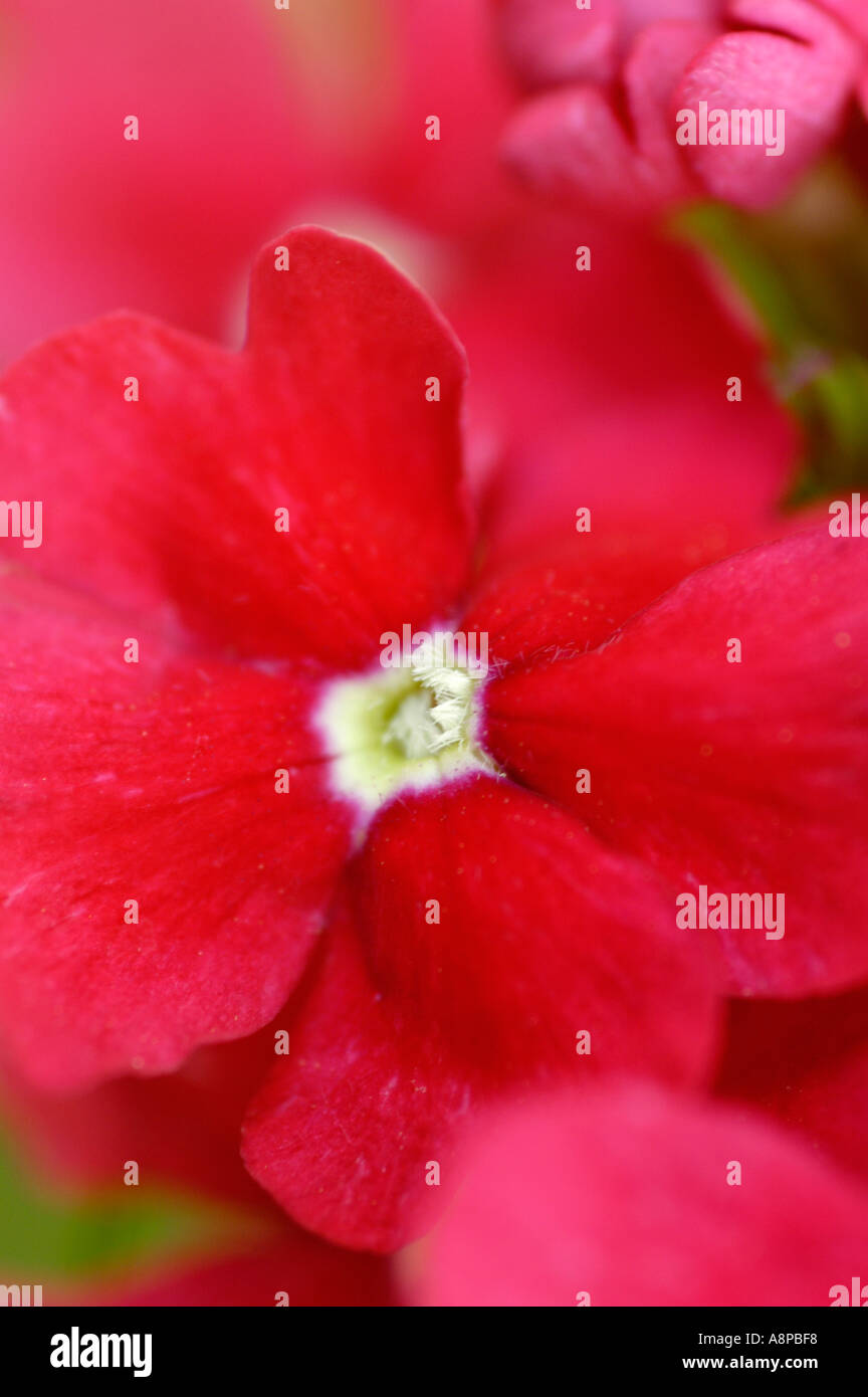 Verbena flower hi-res stock photography and images - Alamy