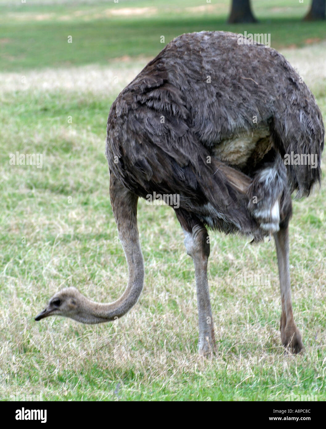 Emu pecking grass to find food Stock Photo