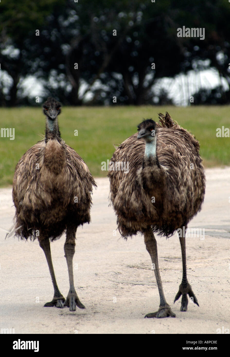 Emus Stock Photo
