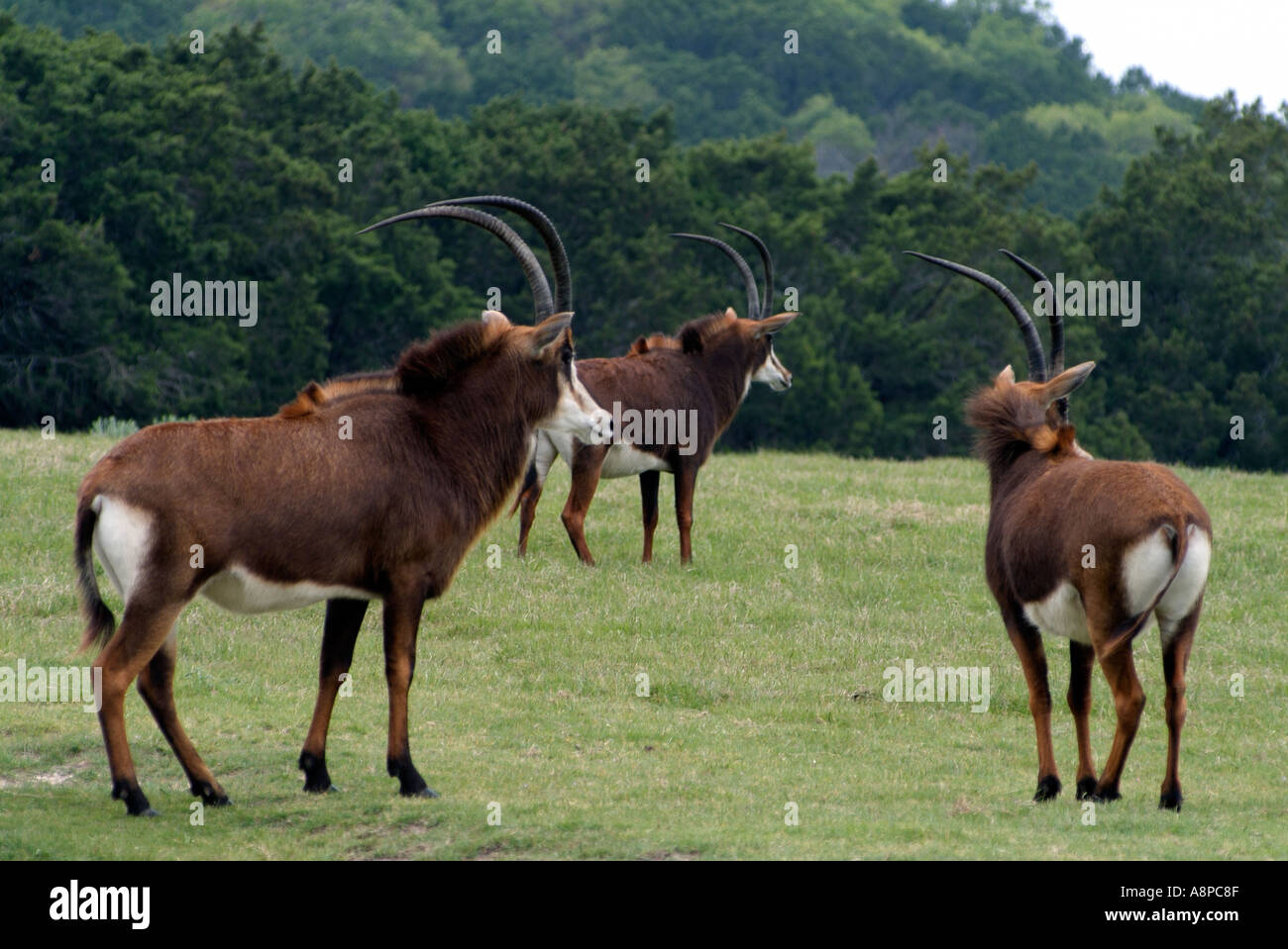 Herd of sable antelopes grazing in a meadow Stock Photo