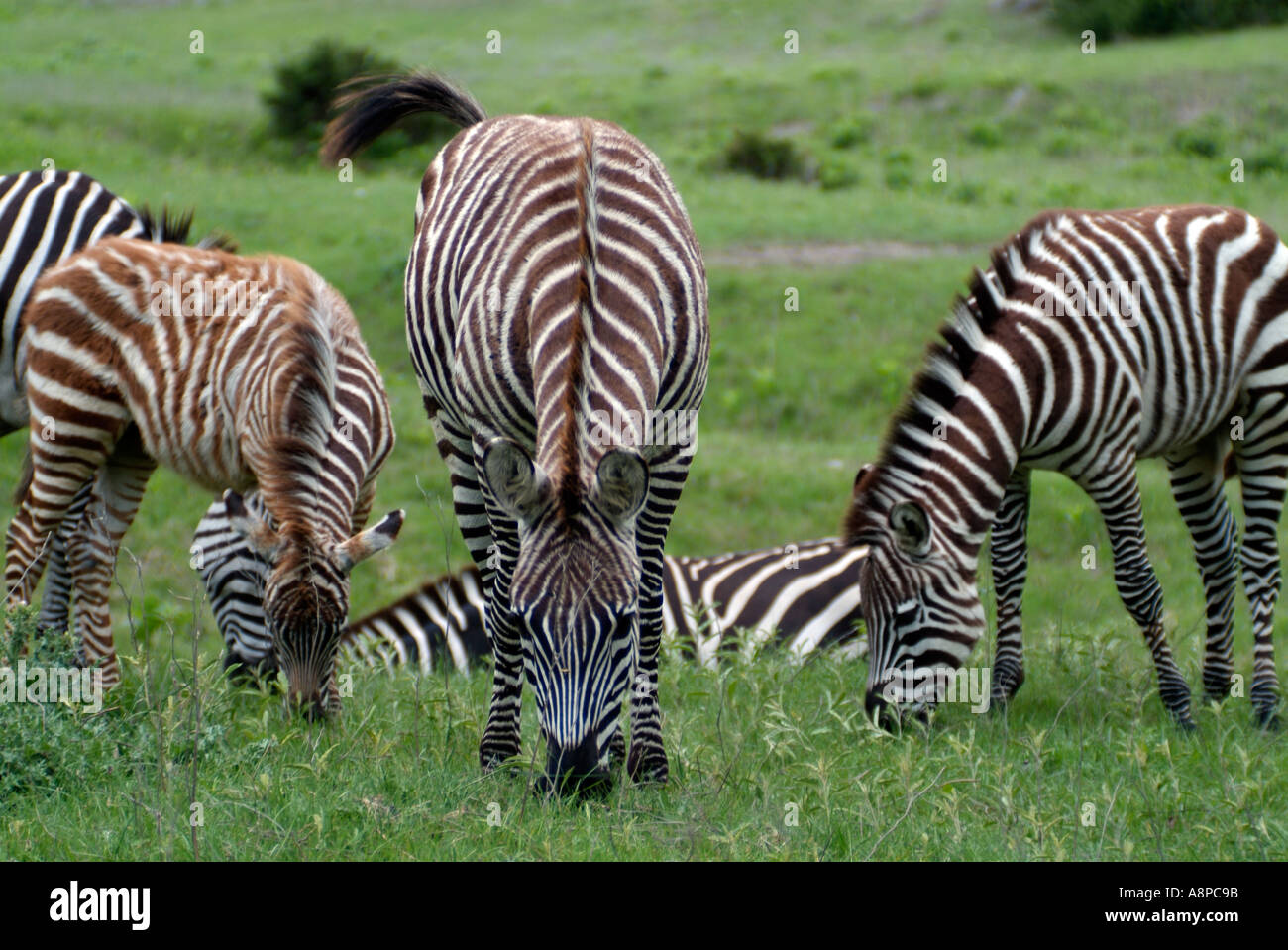 Grevy's Zebra herd Stock Photo