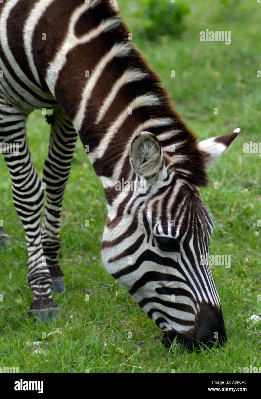 Grevy's Zebra grazing Stock Photo