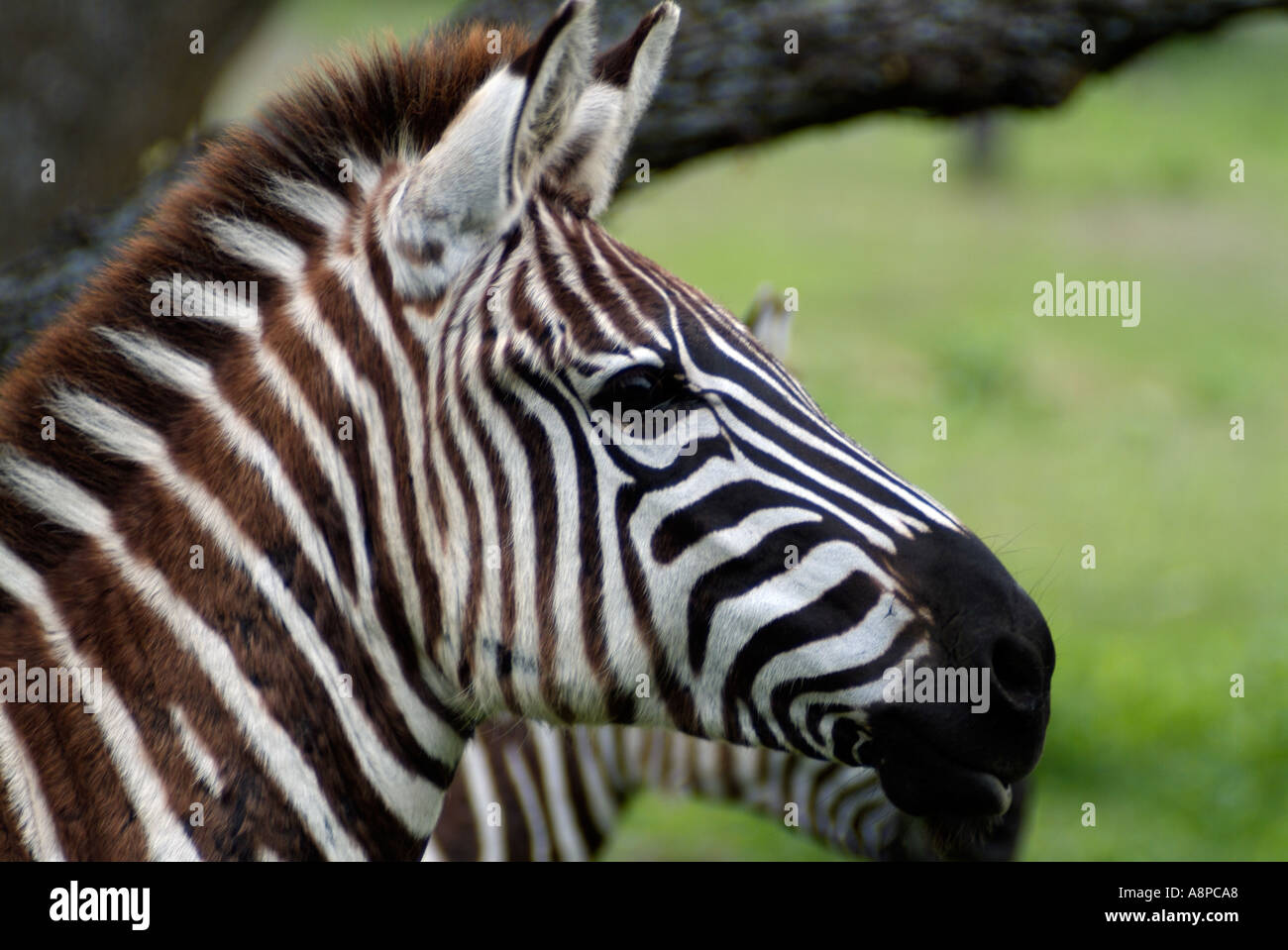 Grevy's Zebra Stock Photo