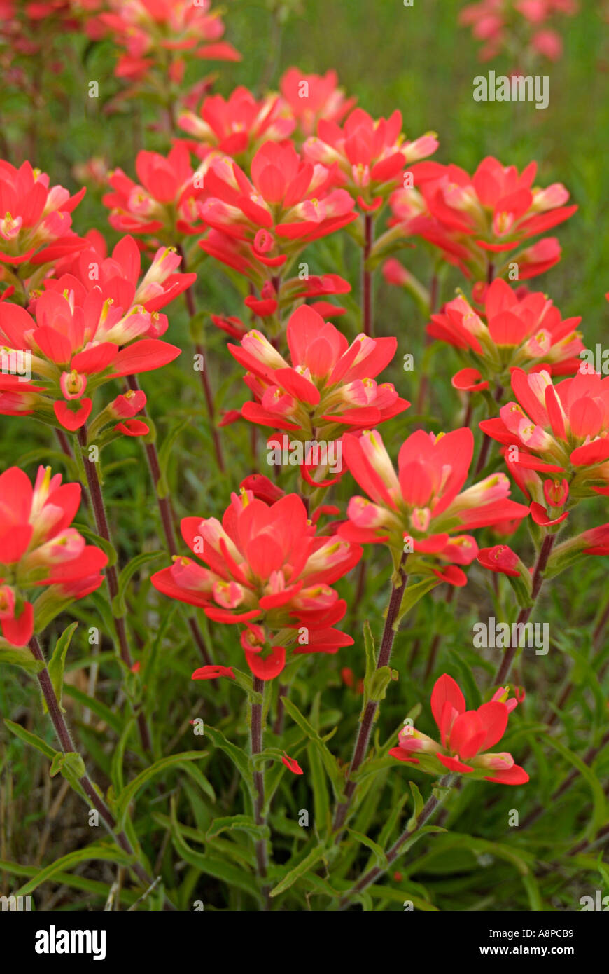 Texas paintbrush flowers in Texas Stock Photo Alamy