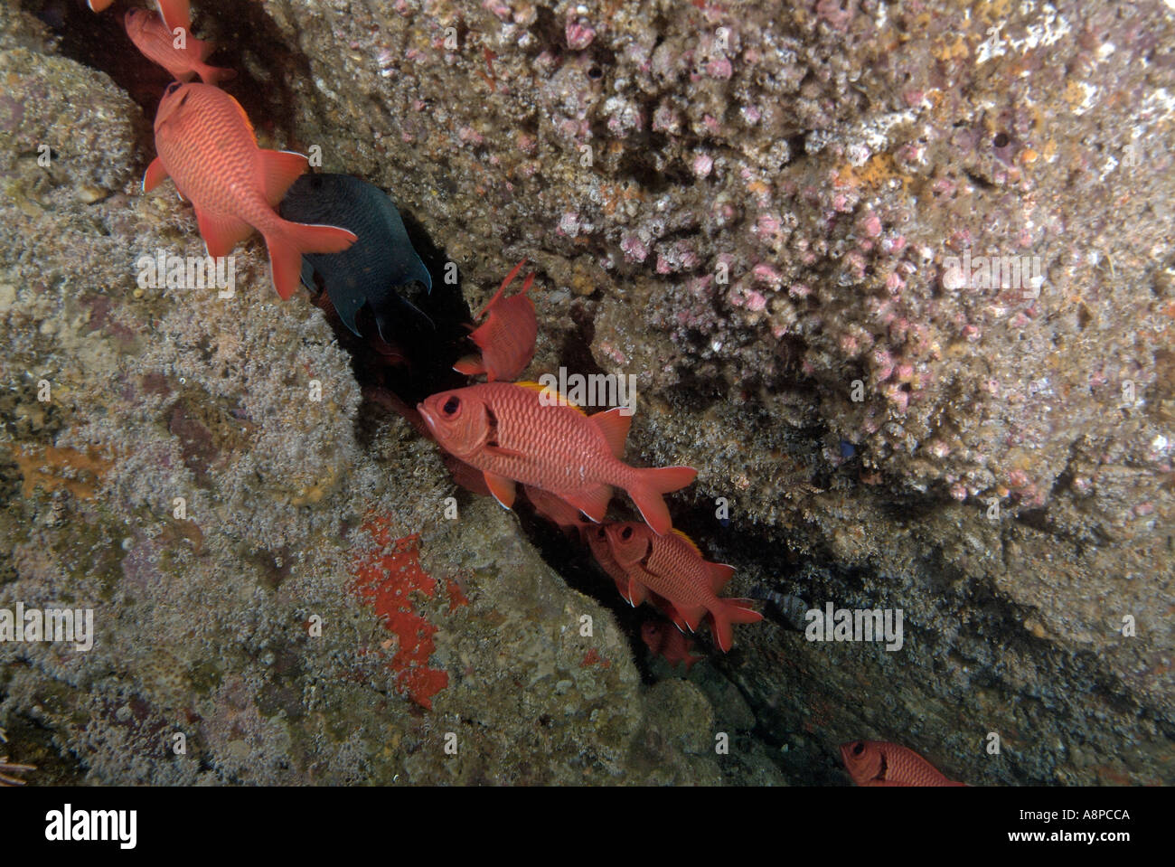 School of blackbar soldierfish off Costa Rica, Catalina Islands Stock Photo