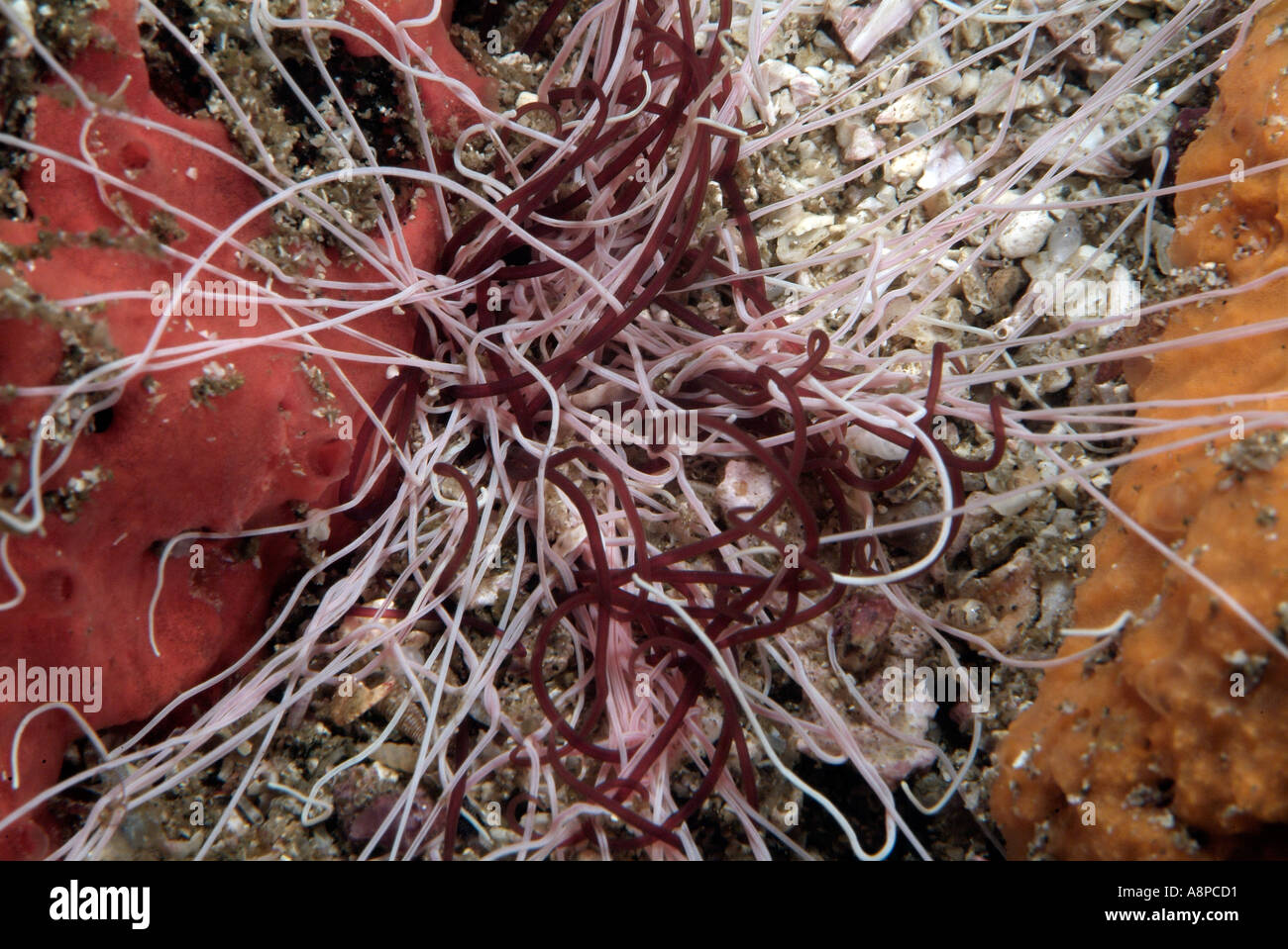 Spaghetti worms off Costa Rica, Catalina Islands Stock Photo