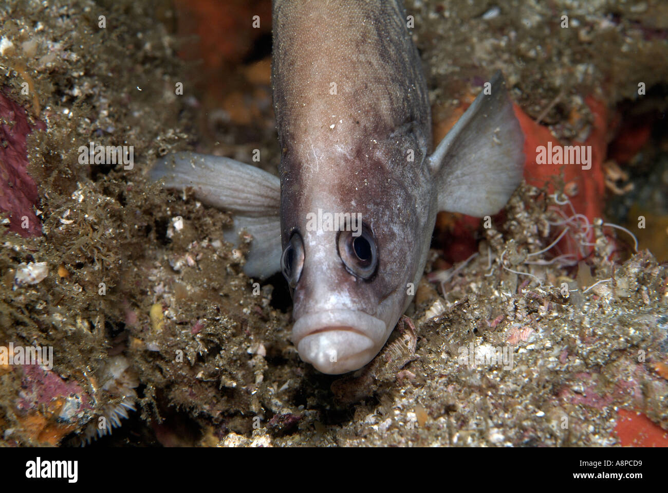 Saponaceus hi-res stock photography and images - Alamy