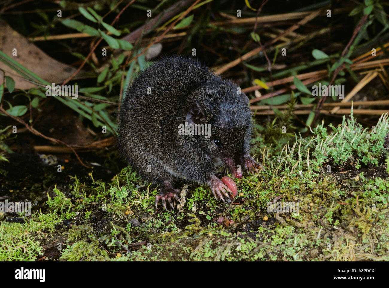 Dusky Ant Dusky Antechinus Antechinus swainsonii Photographed in Tasmania ...