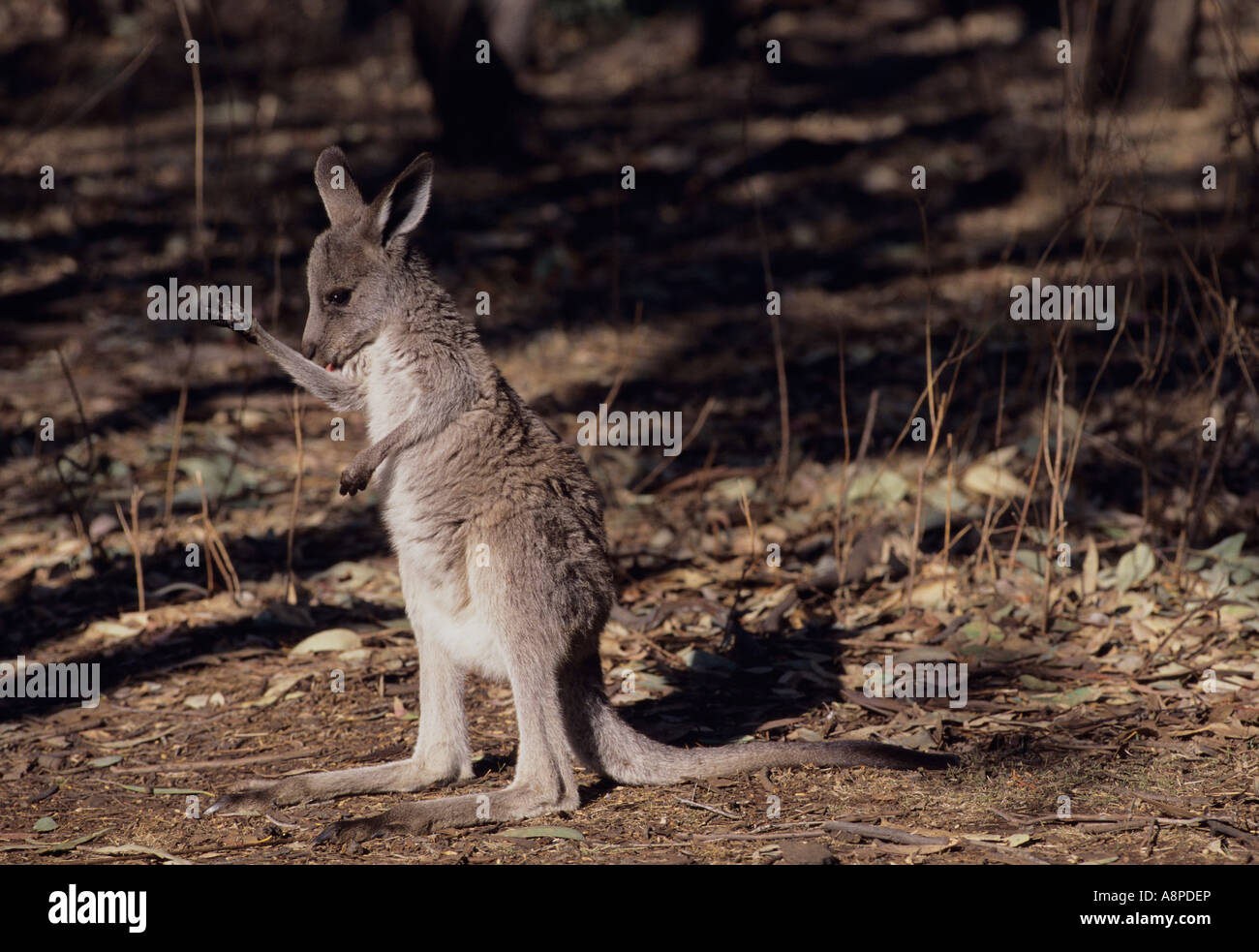 Eastern Grey Kangaroo Macropus giganteus Juvenile Arm licking to keep cool Photographed in Victoria Australia Stock Photo