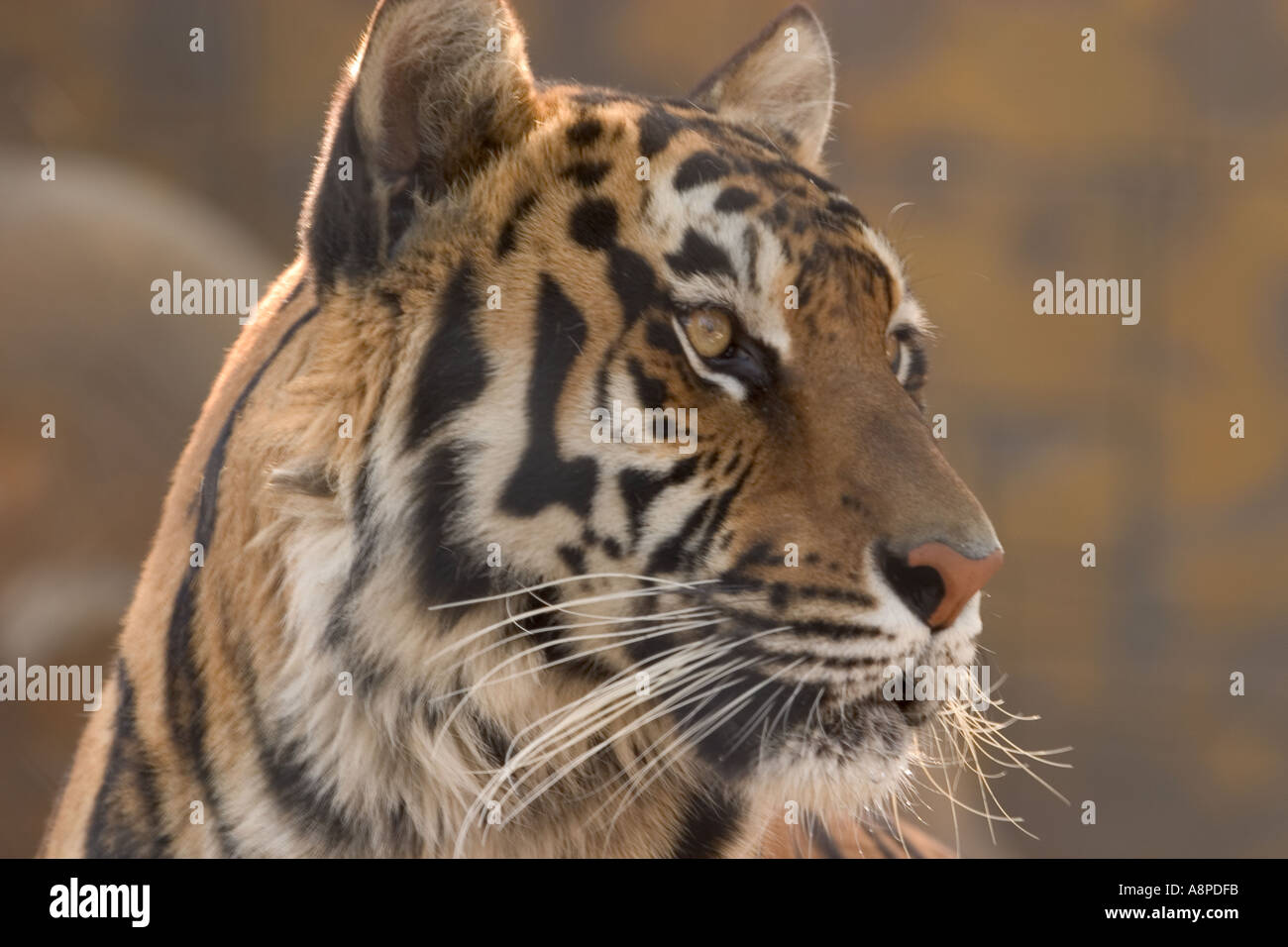 Bengal tiger close up head shot Stock Photo - Alamy