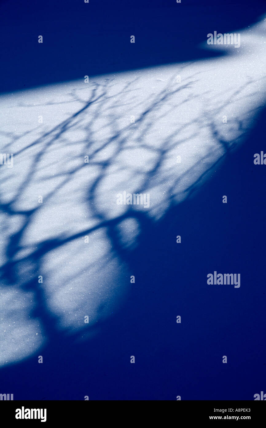 Snow Tree Shadow Snow light and dark shadows hi-res stock photography and images - Alamy