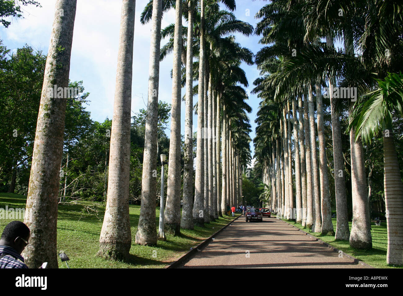 Aburi Gardens Aburi Botanical Gardens aburi-gardens-aburi-botanical-gardens
