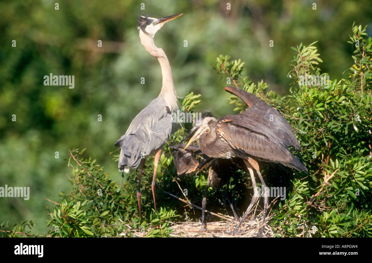 two youngsters great blue heron chicks in nest Stock Photo