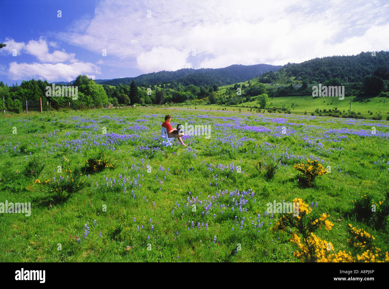 Barefoot businessman in casual dress with  computer and cellphone in his outdoor office of grass and wild flowers Stock Photo