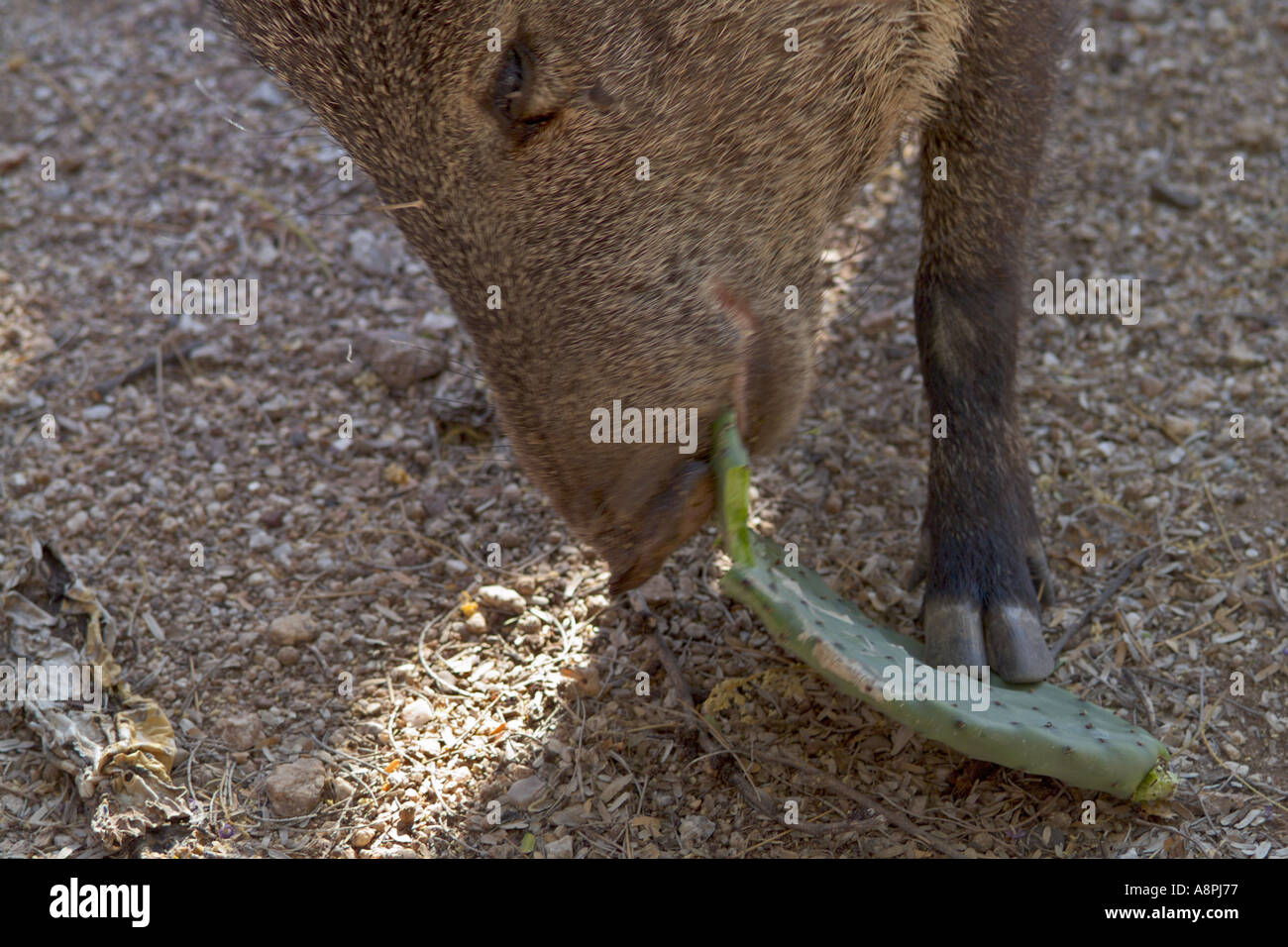 Javelina Eating Prickly Pear Cactus Pad Stock Photo Alamy