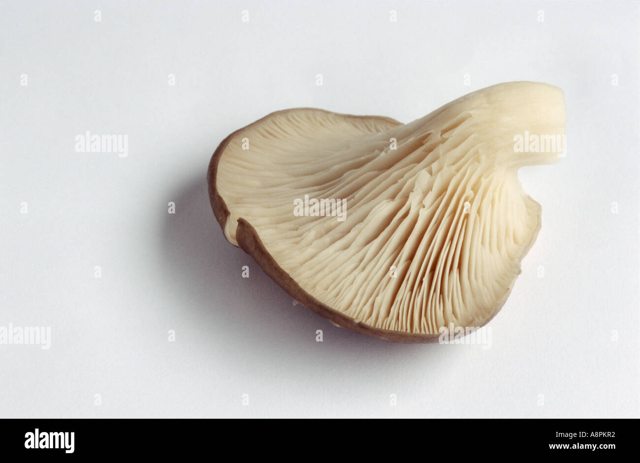 Underside oyster mushroom hires stock photography and images Alamy