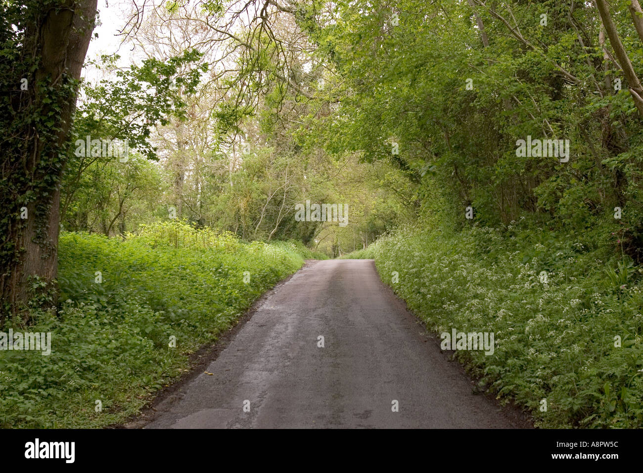 England Somerset Norton sub Hamden road up Ham Hill through woodland Stock Photo