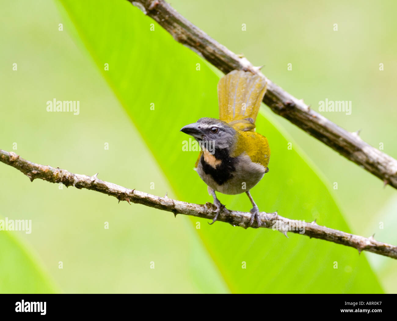 Buff-throated Saltator El Valle Panama Stock Photo