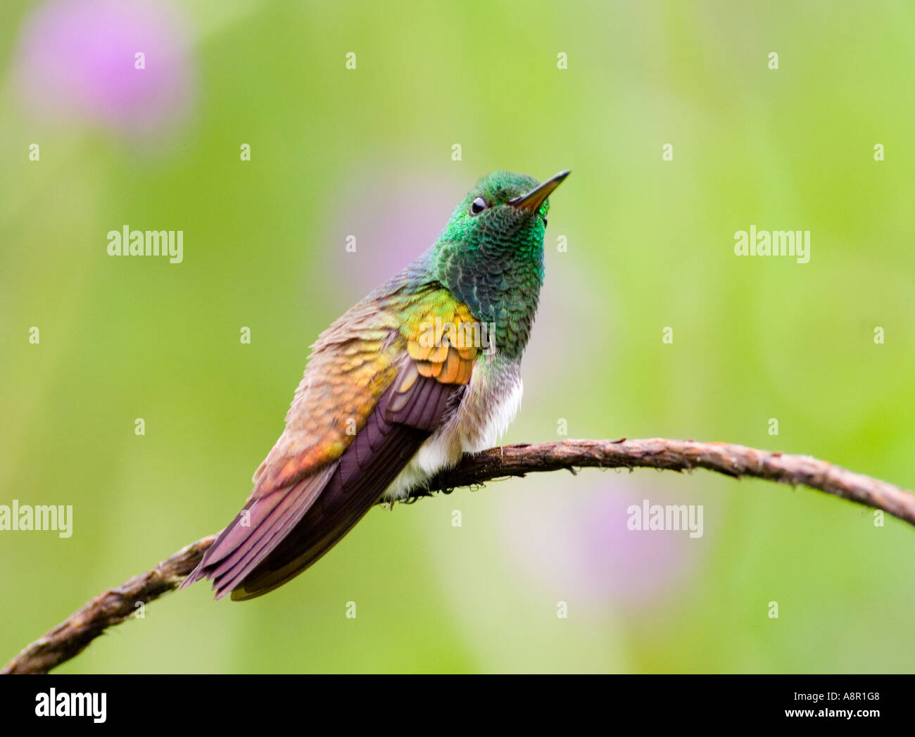 Panama hummingbird hi-res stock photography and images - Alamy
