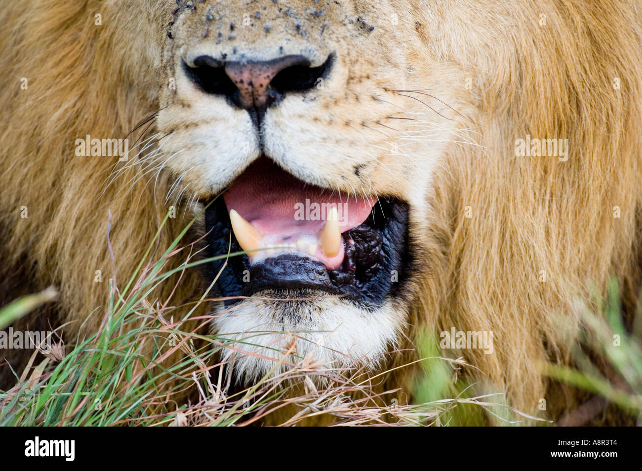 Lion Panthera leo Masai Mara Kenya Stock Photo