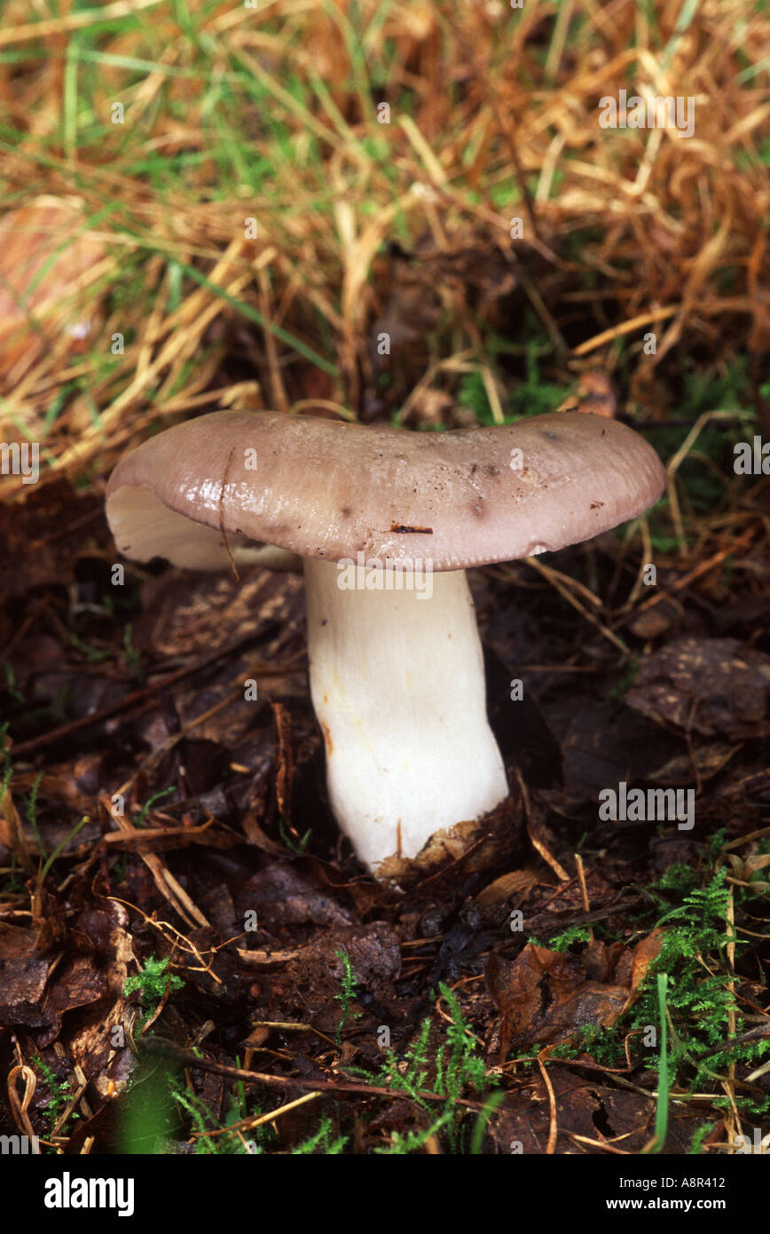 Charcoal Burner Russula cyanoxantha Stock Photo Alamy