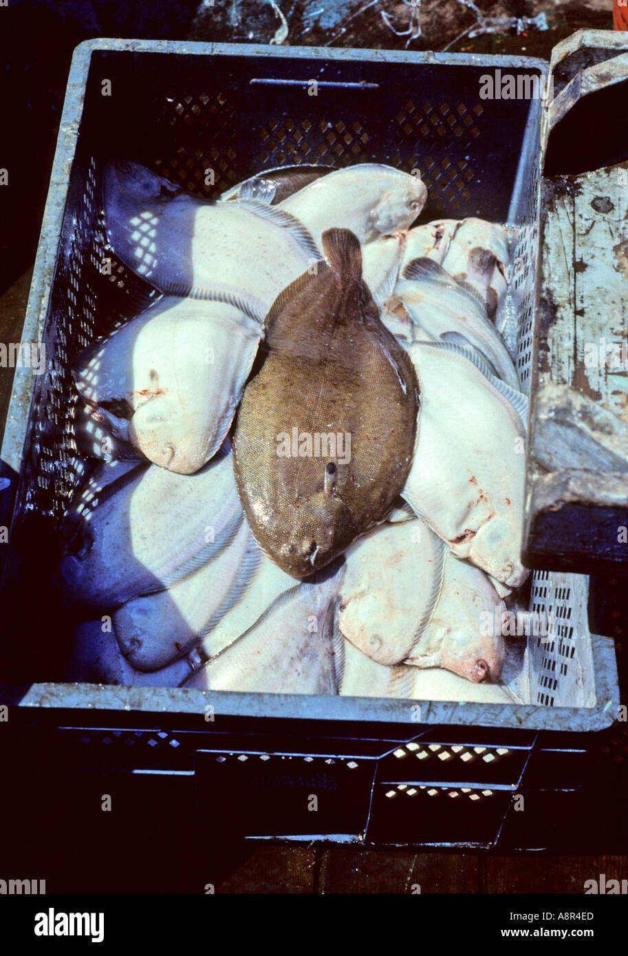 Common sole, Dover sole, or Black sole (Solea solea) caught with beam