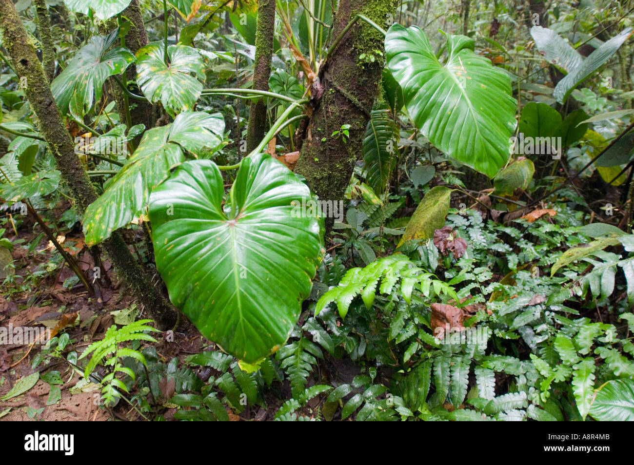 Elfin Cloud Forest at Elle Valle Panama Stock Photo