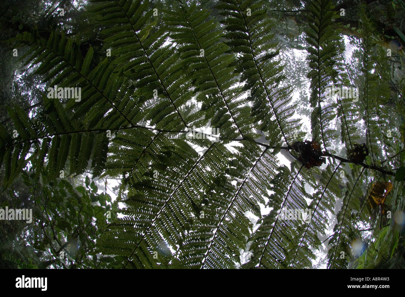 Giant Fern in Elfin Cloud Forest at Elle Valle Panama Stock Photo