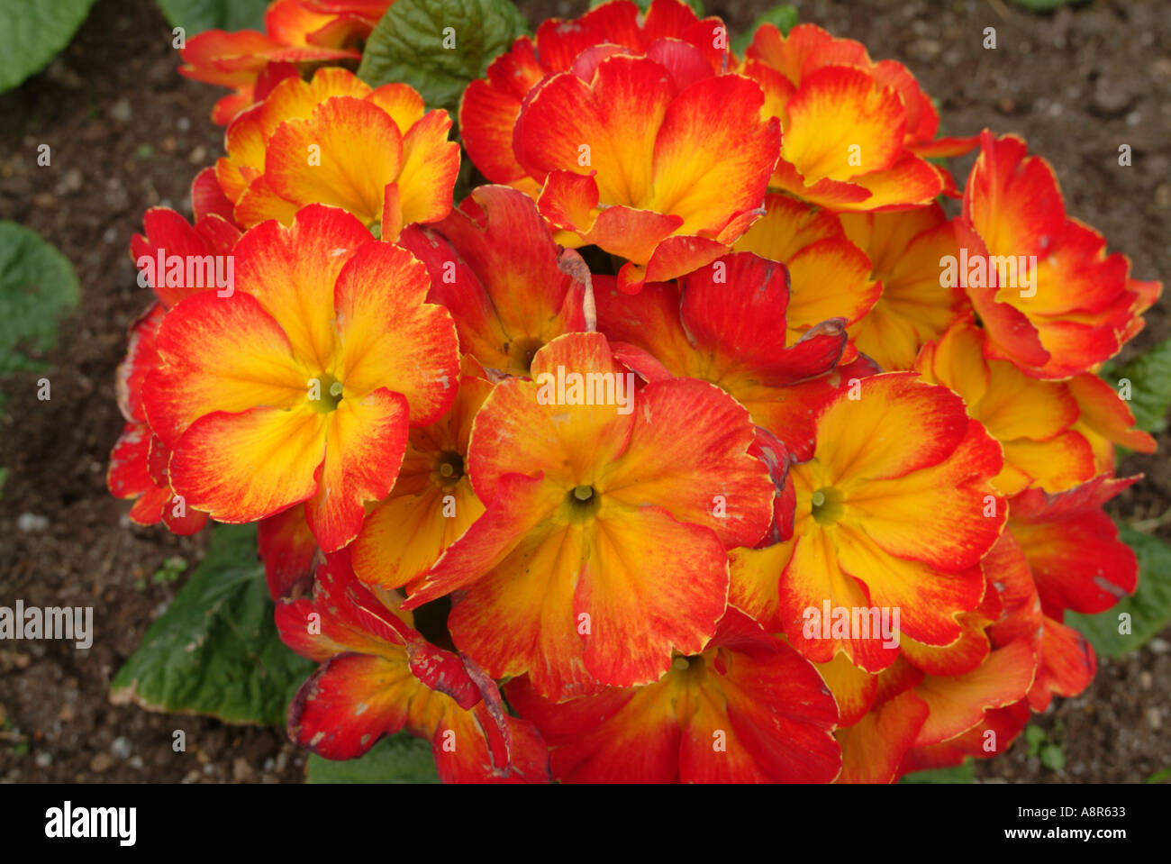 Polyanthus in bloom Stock Photo Alamy
