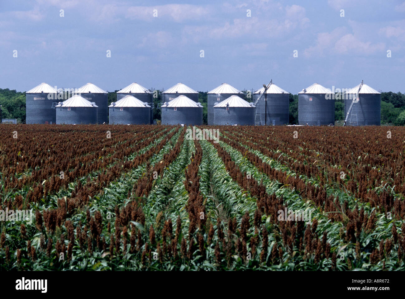 A battery of silos seats at the edge of a field near Castroville Texas Stock Photo