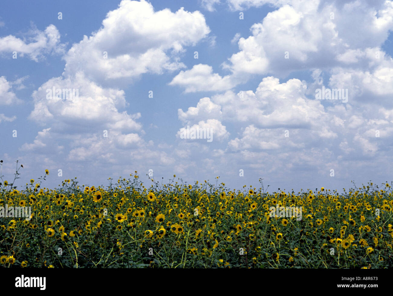 Field of West Texas Sunflowers near Castroville Texas Stock Photo