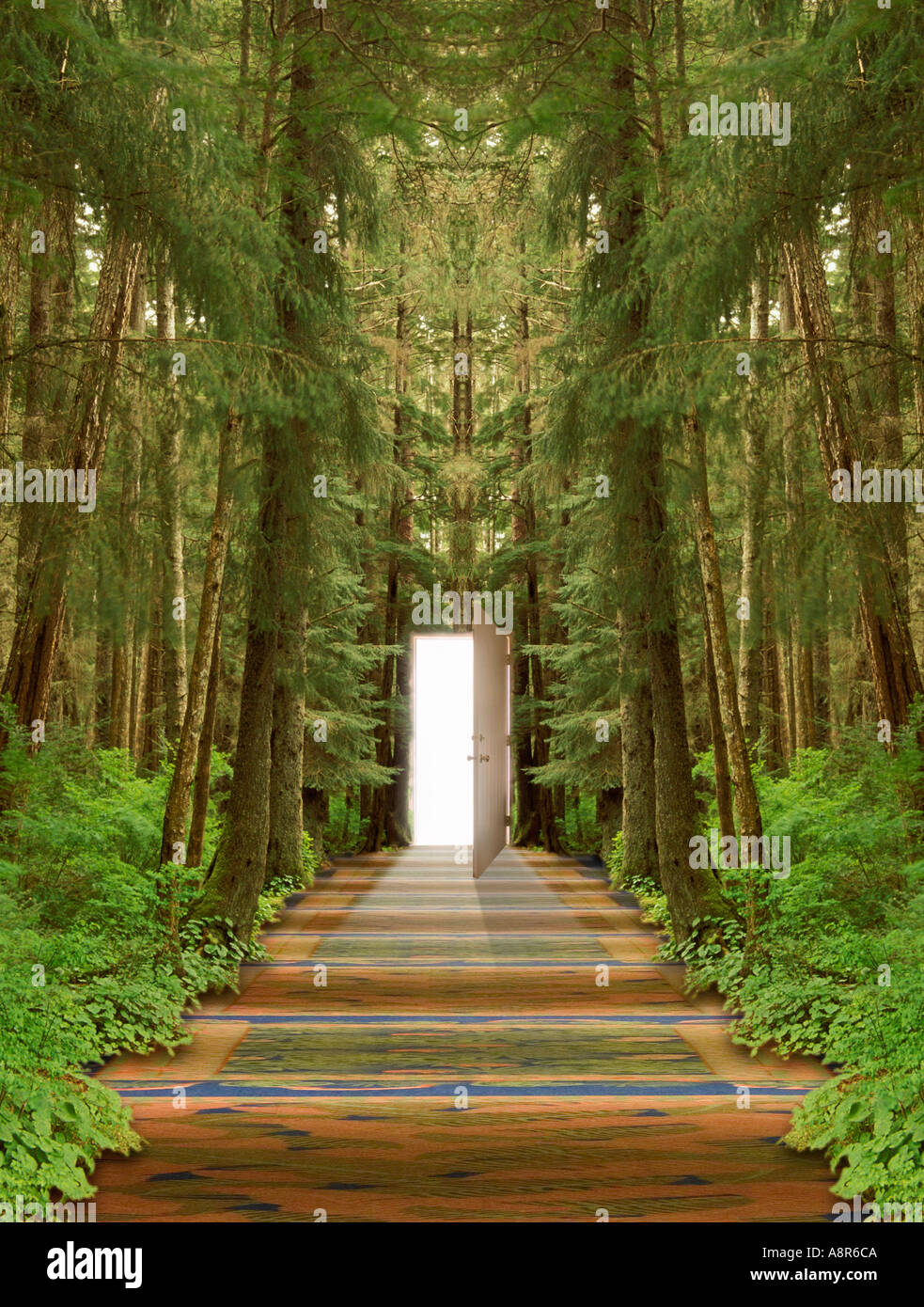 Long Forest Hallway Stock Photo