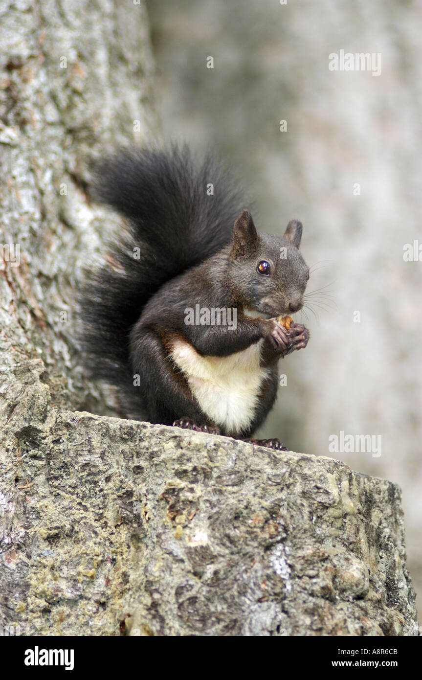 red squirrel sciurus vulgaris Stock Photo