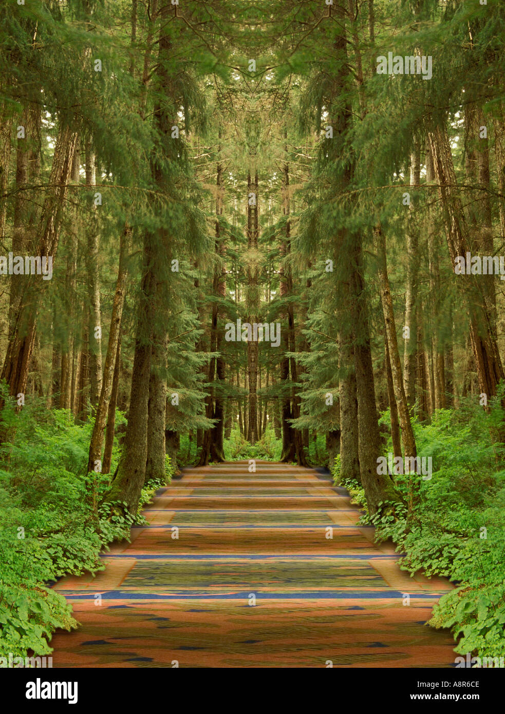 Long Forest Hallway Stock Photo