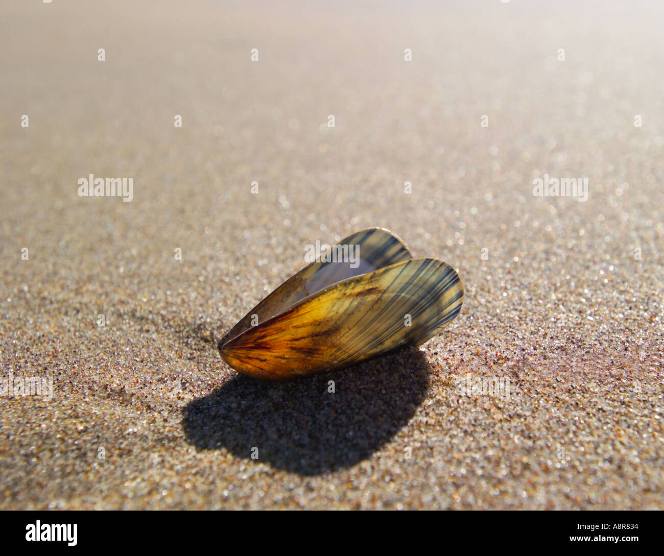 Mussel shell washed up on beach Lindisfarne Northumberland UK Stock