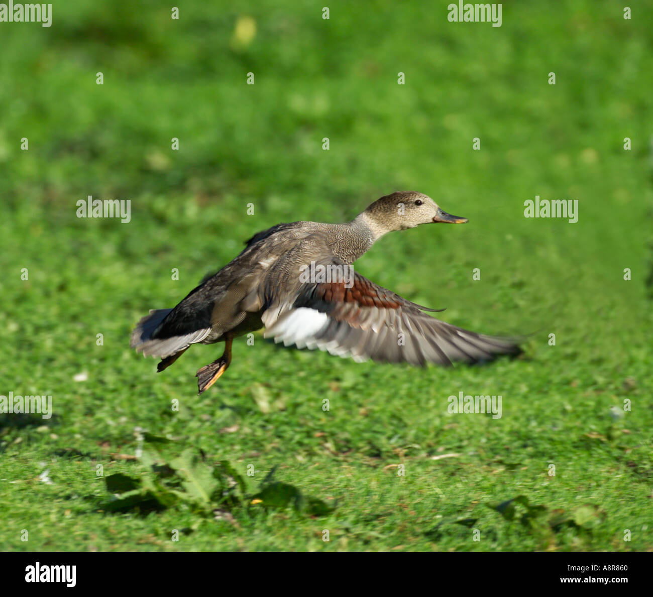 Gadwall Anas strepera male taking off UK summer Stock Photo