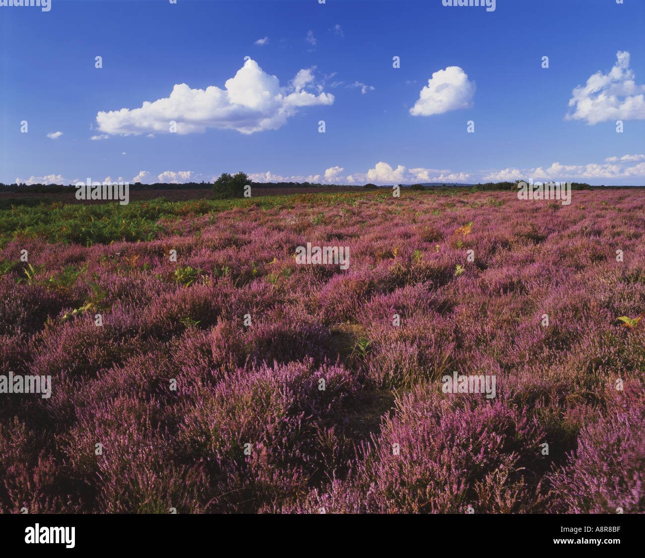 Heathland Heather The New Forest Hampshire Stock Photo