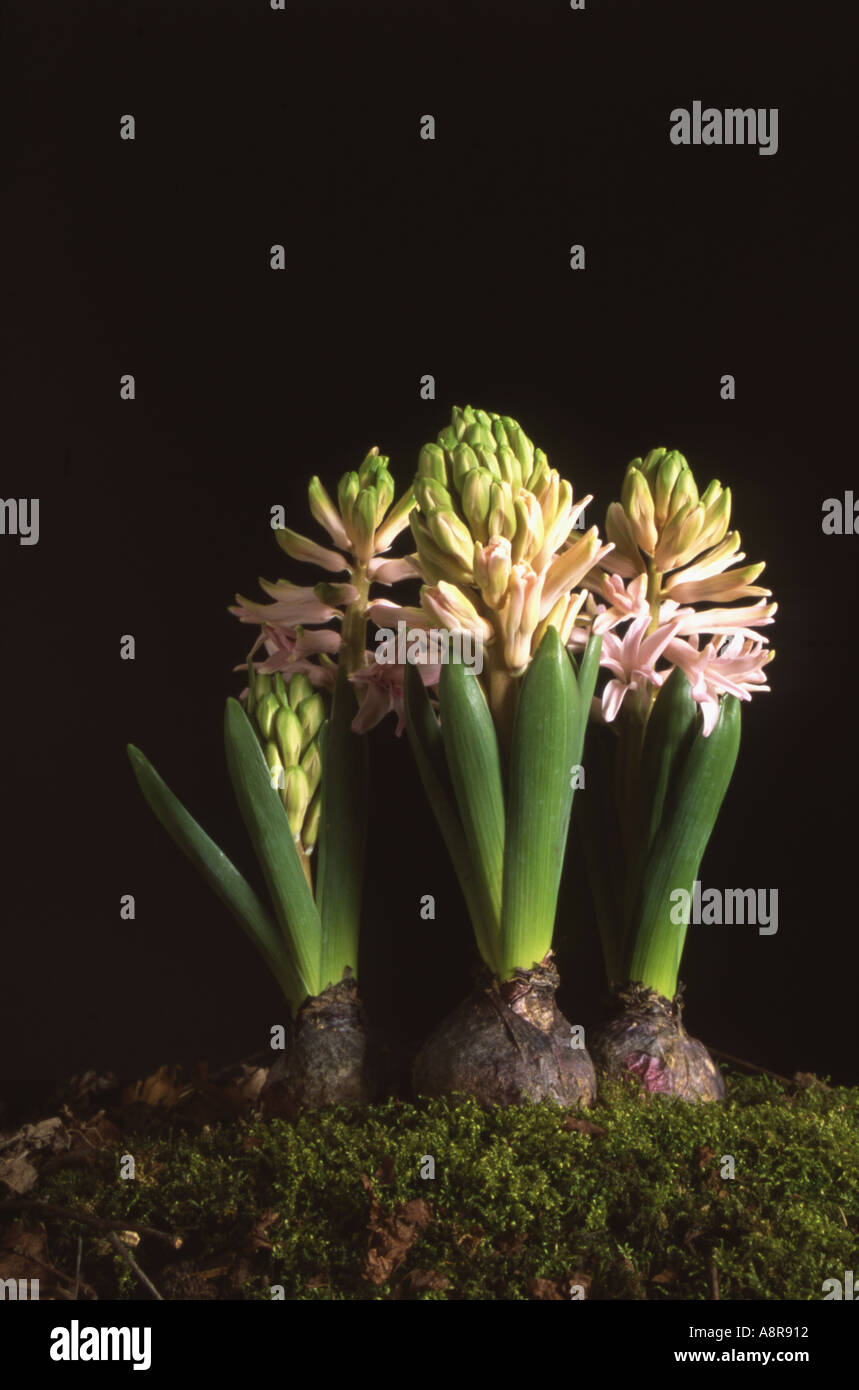 Hyacinth Image 2 of growth sequence Hyacinthus orientalis Stock Photo