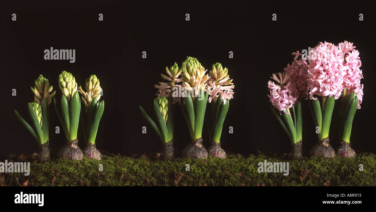 Hyacinth growth sequence Hyacinthus orientalis Stock Photo Alamy
