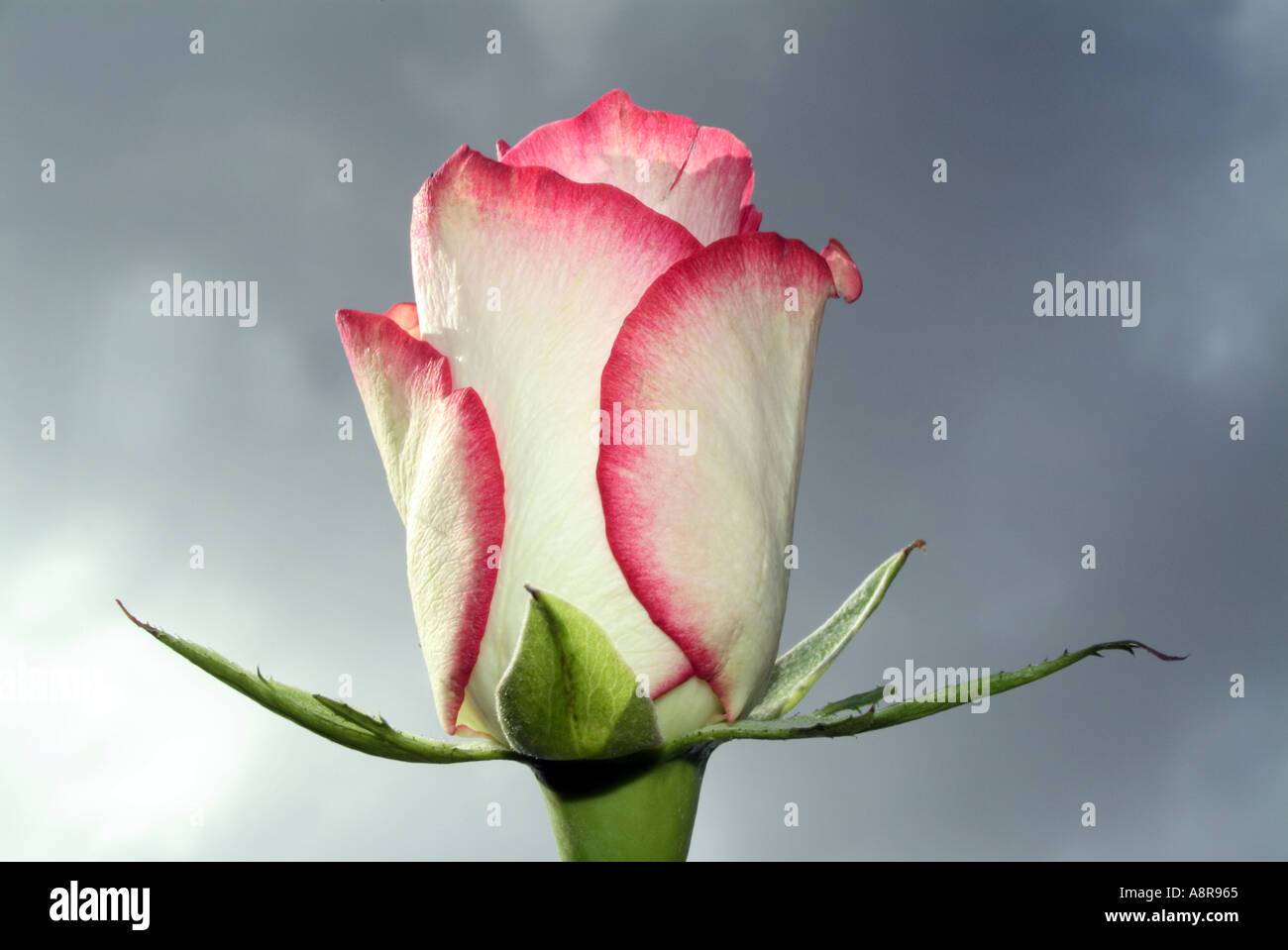 Red and white Rose against a dramatic grey sky Stock Photo - Alamy