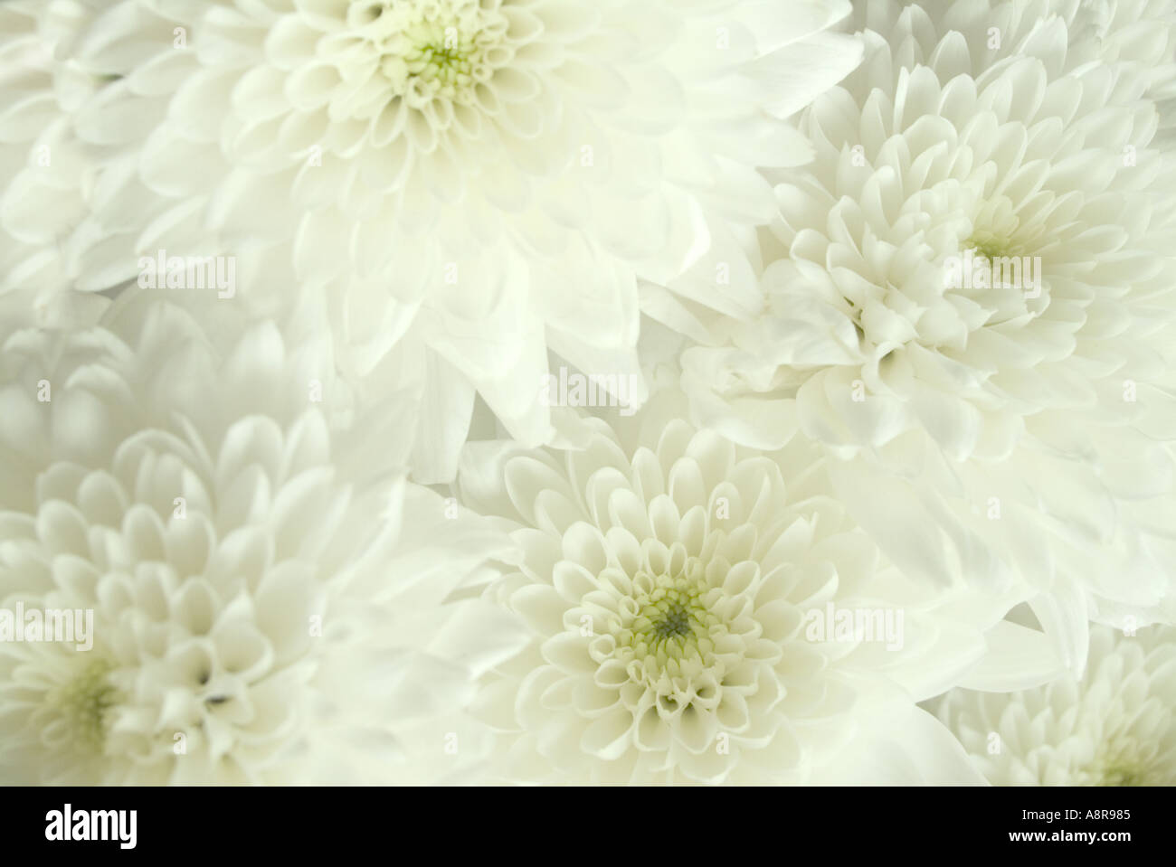 White flowers close hi-res stock photography and images - Alamy