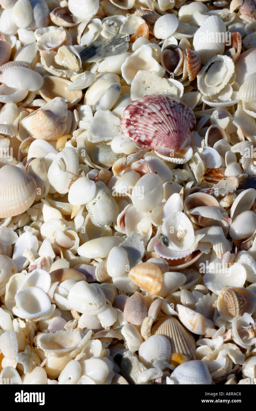 Collecting seashells hi-res stock photography and images - Alamy