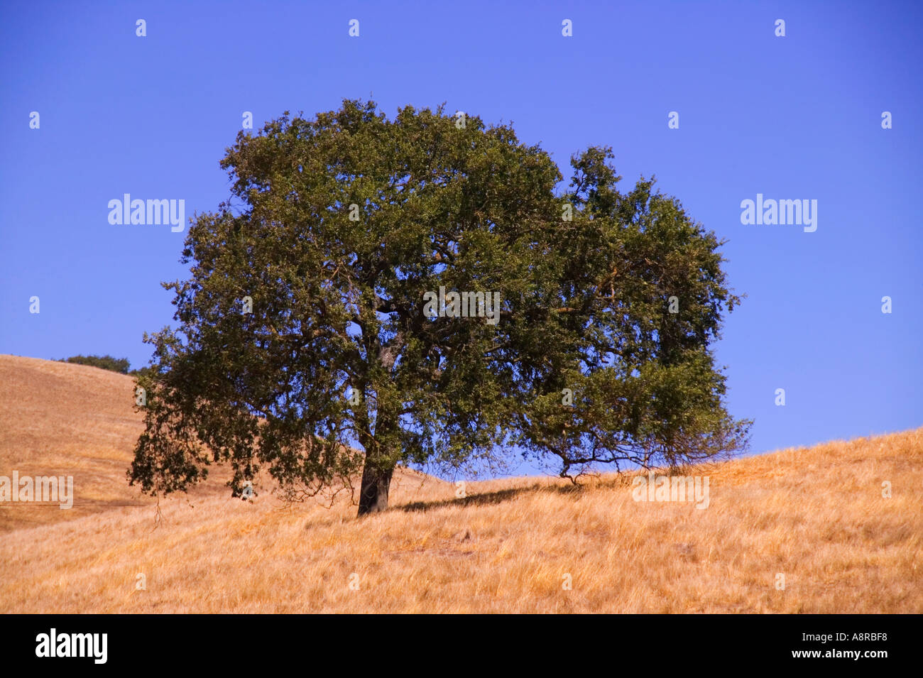 Tree trees oak oaks california usa america landscape landscapes nature
