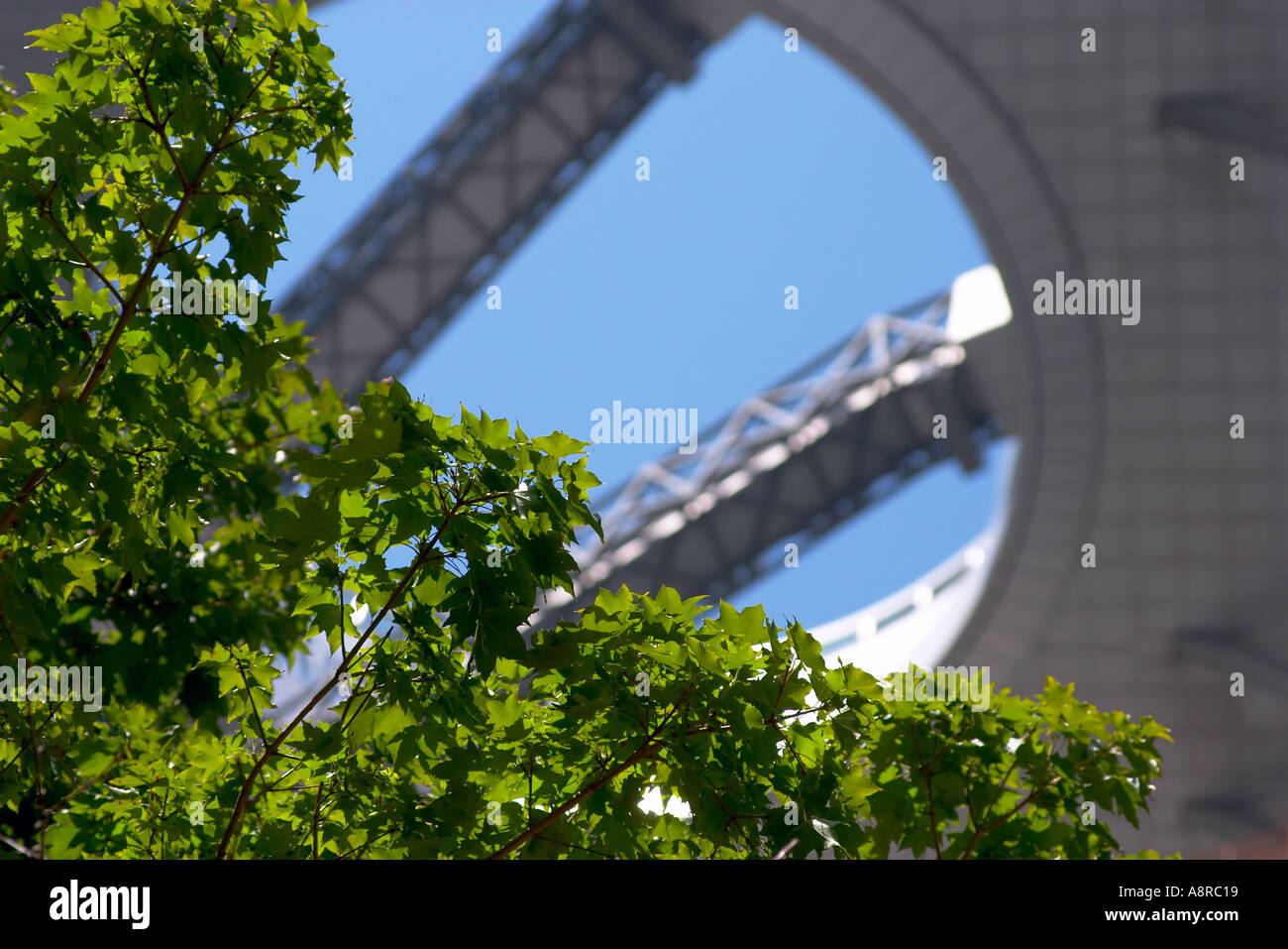 Detail of a Maple tree and architectural detail of the Sky Building at ...