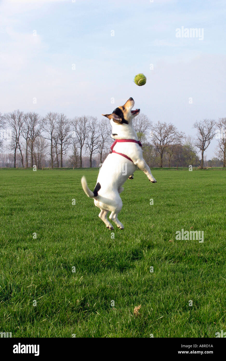 PR dog jumping for a ball Stock Photo Alamy