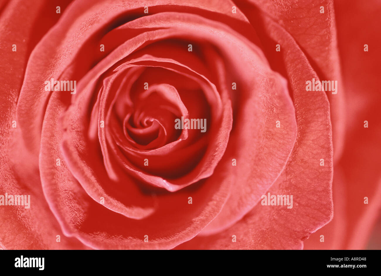 Love with pink rose hi-res stock photography and images - Alamy