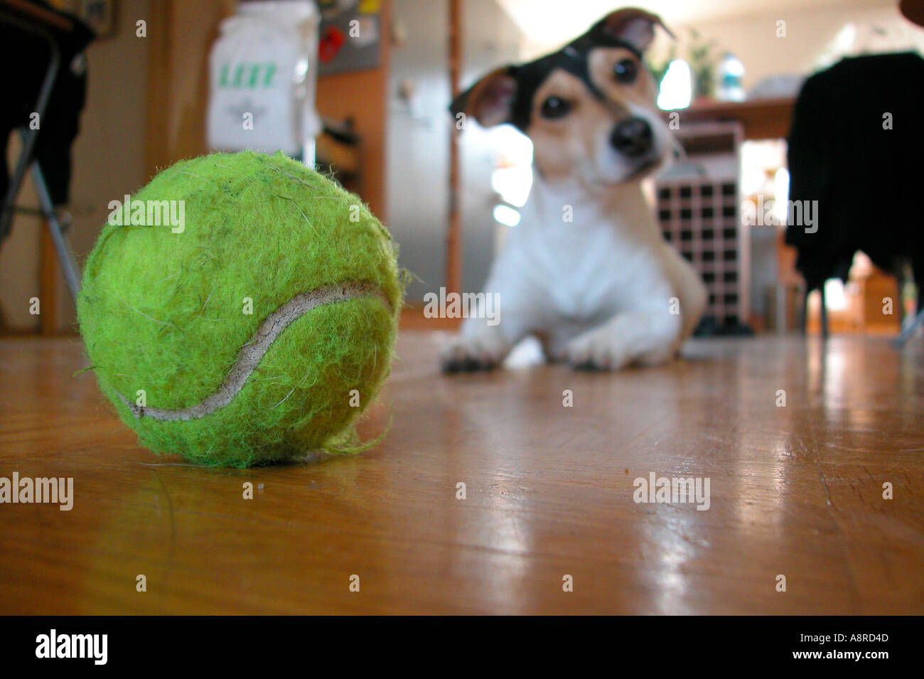 PR dog and his ball Stock Photo