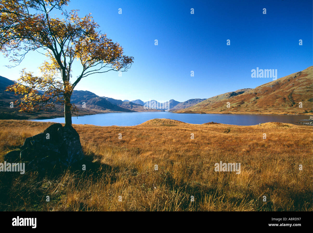 The view towards the Arrochar Alps on the shores of Loch Lomond Argyll and Bute Scotland Stock Photo